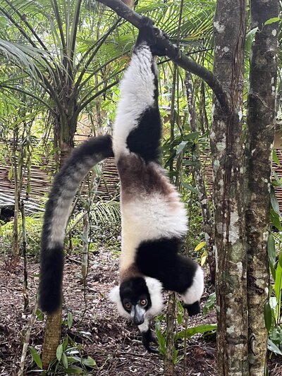 madagascar 8