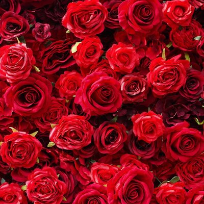 red flower wall full of roses