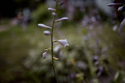 Hosta flowers blooming 