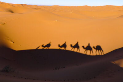 Camels in Morocco from travel magazine the loaded trunk
