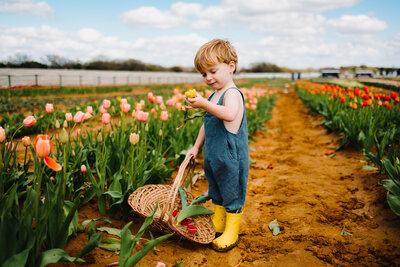 Affordable family photography with this charming image of a blond boy in a blue suit and yellow boots, admiring a flower in a vibrant garden. Surrounded by pink flowers and sand, the boy carries a brown basket, capturing a delightful moment in a beautiful setting.