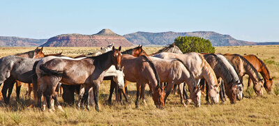 Quarter horses at Silver Spur ranch