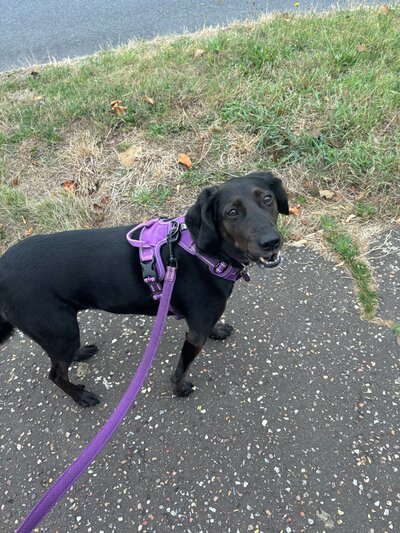 pet sitting newton flotman
