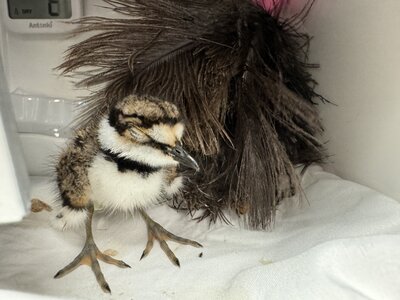 killdeer