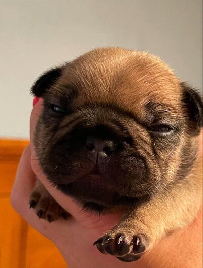 Close up face of a french bulldog puppy