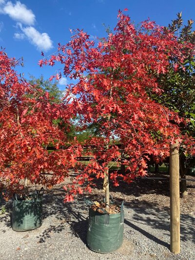 PIN OAK  Quercus palustris