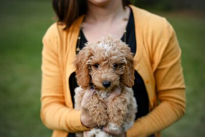 Woman holding a small poodle puppy