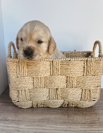 small golden retriever at LRR in Santa Barbara California 93101