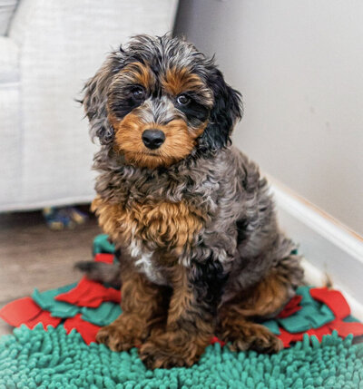 Cockapoo Puppy in Grey Sweater Sitting