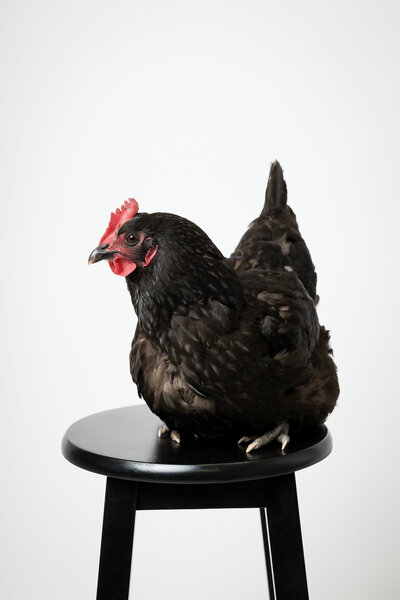 Pet chicken sits on stool for pictures in Sacramento photography studio