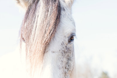 photograph of wild horse