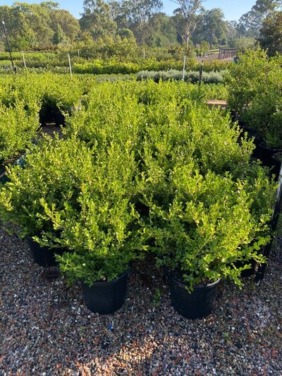 JAPANESE BUXUS Buxus microphylla