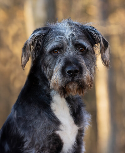 Adorable photo of a scrappy dog looking straight into the camera.  The photo has a soft background which emphasizes the beauty of the dog taken at Fairview Park, North Carolina by i-CanDee Photography