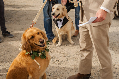 Amber&Cole-Furbabies_Wedding.GrandTetons.JacksonHole
