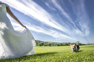 elegant-Whitehall-Estate-wedding-dog-photography-by-Andrew-Morrell-Washington-DC-wedding-photographer_0038