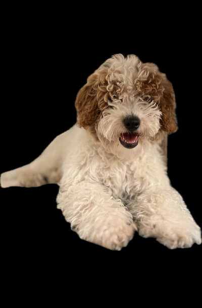 white and red mini goldendoodle dog