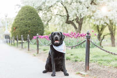 Black Labrador wearing a blue scarf in the Boston Public Garden
