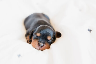 Puppies1-19