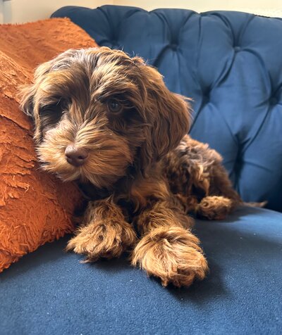 Cream Australian Labradoodle Phoebe