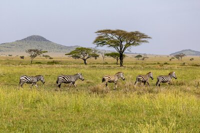 Kenya Safari with Zebras