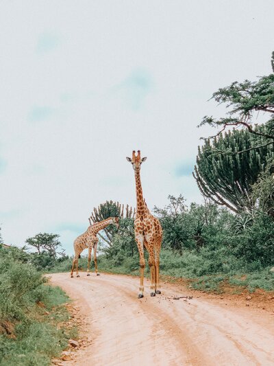 Two giraffes walking down a dirt road in South Africa.