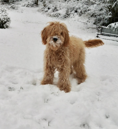 mini goldendoodle paying in snow