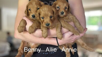 Benny, Allie, Annie. Mini and Petite Goldendoodles. All wavy coated. Adult sizes will range from 12-20#