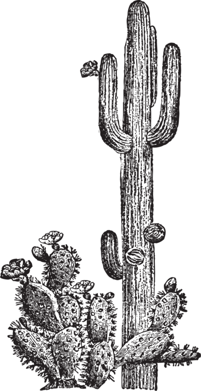 Cactus21