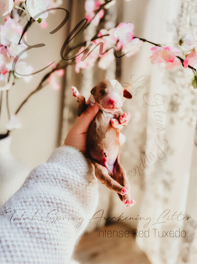 Le Fleur Poodle Puppies -166