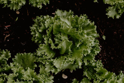 laramie-and-morgan-gardening-session004-6