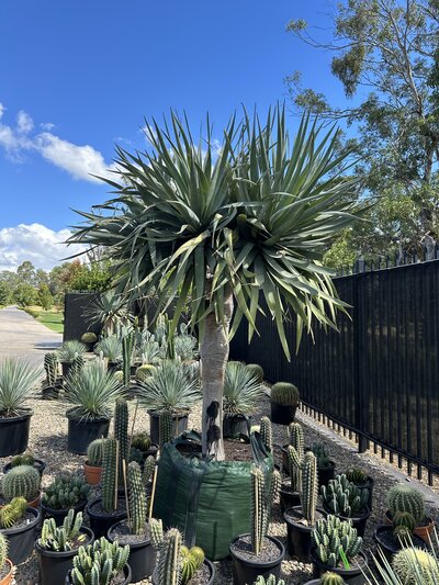 MULTI HEADED DRAGON TREE Dracaena draco