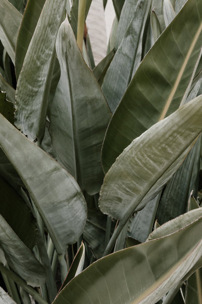 Photo detail of tropical plants