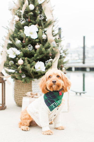 Cocker Spaniel Mix wearing a sweater and a scarf