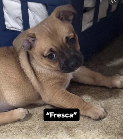 Fresca