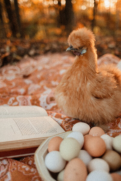 Chicken reading book by bowl of eggs