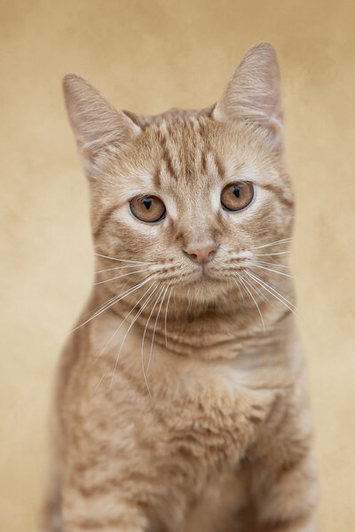 a pet portrait of an orange cat in front of an orange background