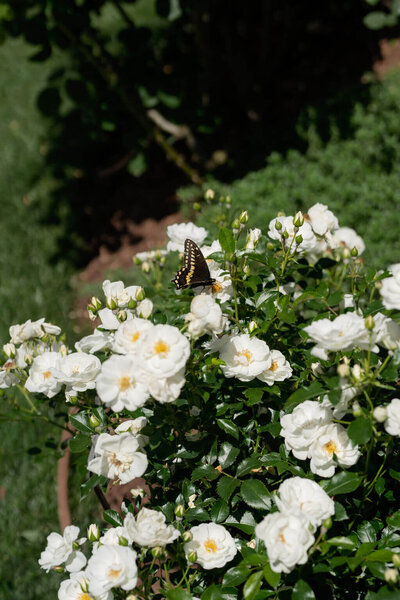 Butterfly resting on white flowers in a garden.