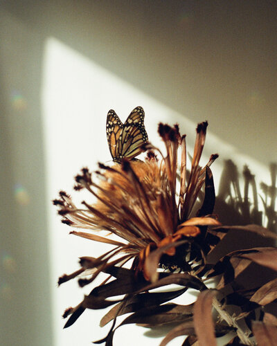 The Butterfly Effect by Alexandra Masihy-1