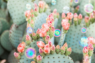 Arizona desert cactus with spring flowers and bubbles