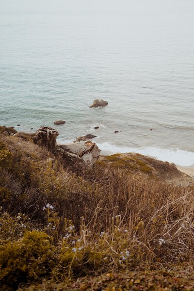 image of shoreline with grass and water