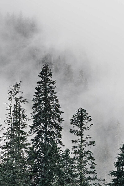 Mist covers a forest along a trail in the Cascade Mountains in Washington state