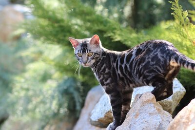 Bengal kittens 