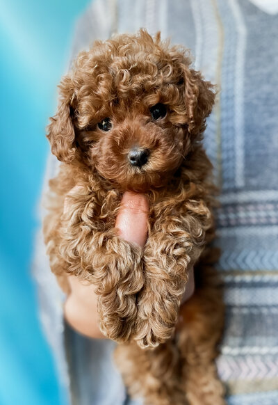 Maltipoo Puppy in an Orange Tunnel