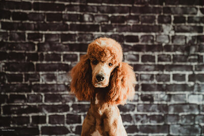 Teddy Intense Red Abstract Standard Poodle