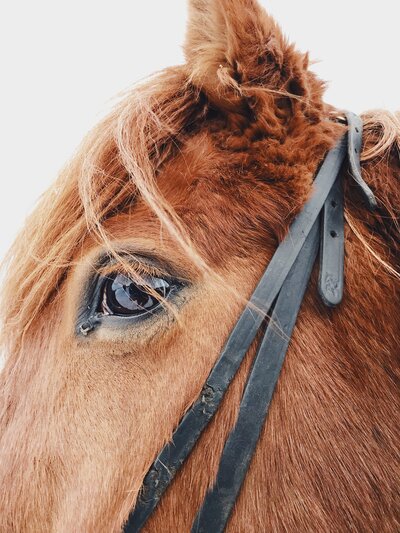 Head of Icelandic horse looking out