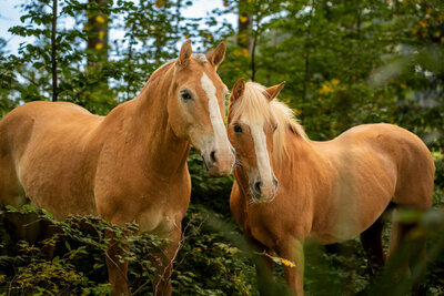 Zwei majestätische Pferde richten ihre Aufmerksamkeit auf ihre liebevolle Besitzerin, während sie einen Schnappschuss einfängt. Eine tiefe Verbindung inmitten der Natur.