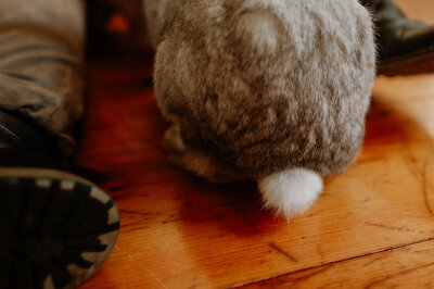 a close up photo of a bunny tail. 