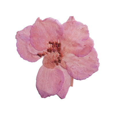 Dried pink flower web element