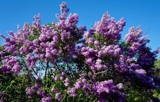 Rouen syringa x chinensis purple heirloom lilac at North Country Lilacs nursery in Canton, New York