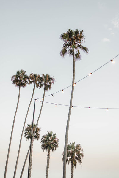 palm trees and string lights